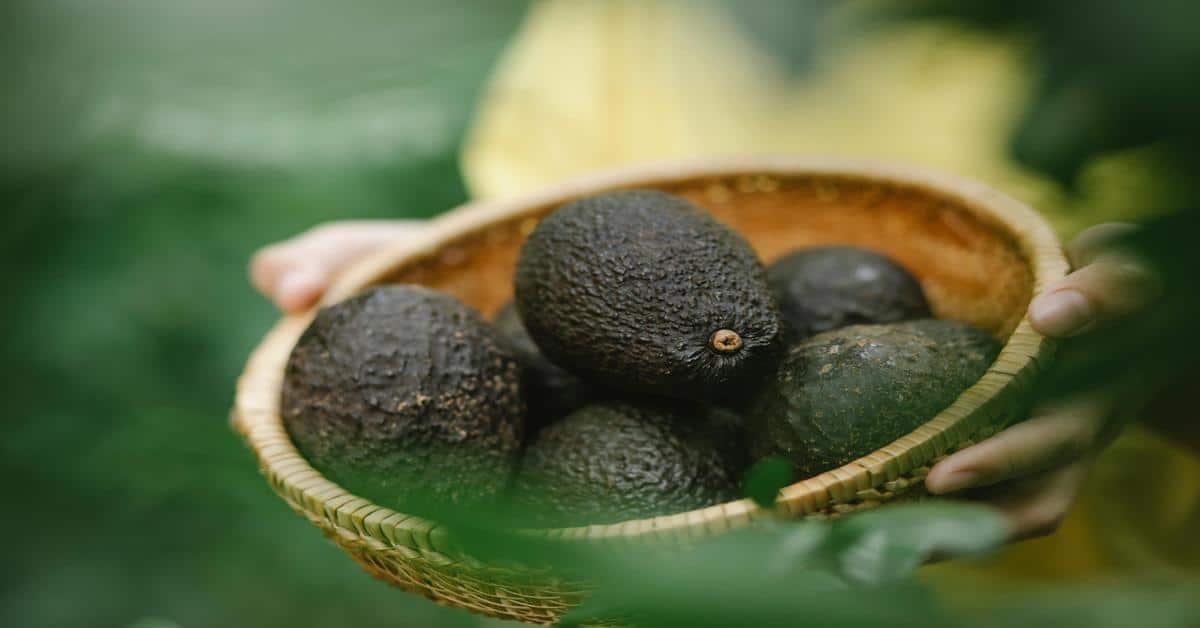 Unlocking the Power of Avocado for Your Health