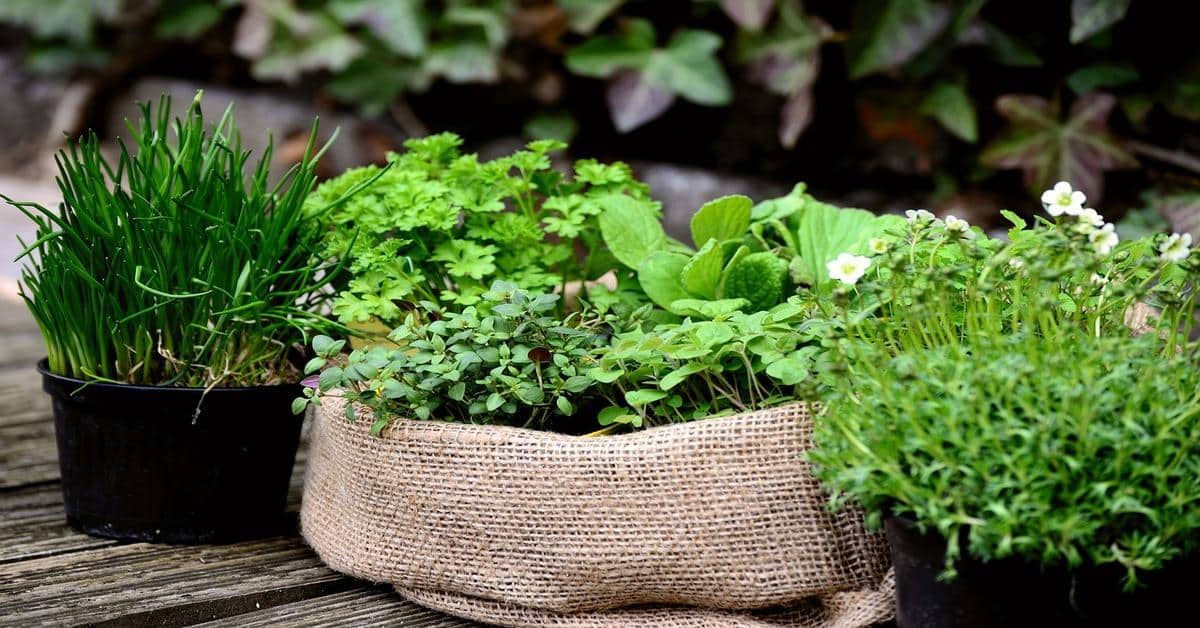 Creative and Practical Ways to Repurpose Fresh Herbs