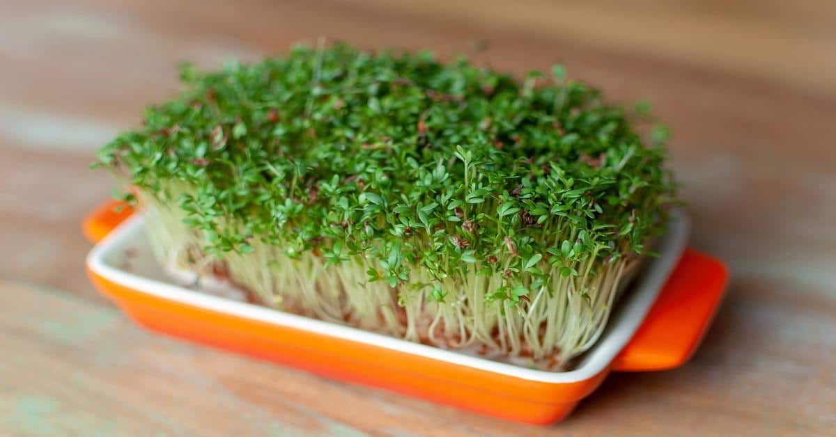Why Watercress Deserves a Spot on Your Superfood List