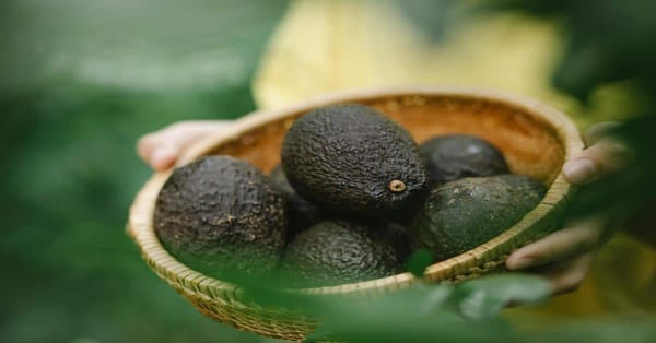 Unlocking the Power of Avocado for Your Health