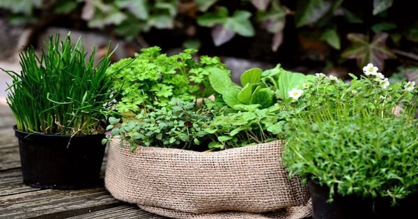 Creative and Practical Ways to Repurpose Fresh Herbs