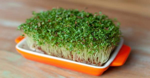 Why Watercress Deserves a Spot on Your Superfood List