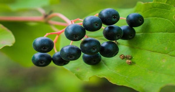 Blackcurrants for Immunity, Digestion, and More: A Powerhouse Fruit Explained